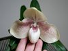 Paphiopedilum Hangianum х bellatulum 